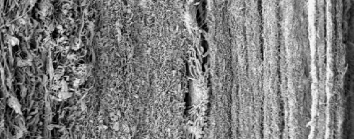 Photo of layered depth filtration